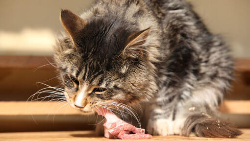 Cat ate discount cooked chicken bone